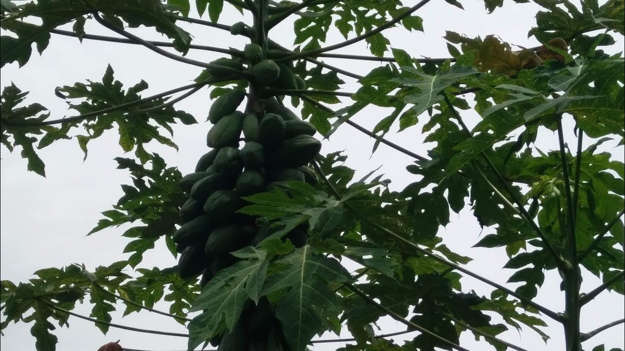 The different of male & female papaya plants YouTube