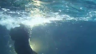 Pit Bull Terrier Toby Twists & Dives Underwater To Deep End Of Pool