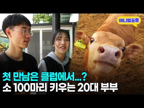 [인간극장 풀버전] 소 100마리 키우게 된 20대 부부의 사연 I KBS 인간극장