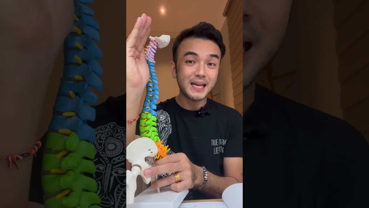 Natural curves of the Human Spine