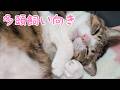 一匹飼いには向かない猫。vol.1549