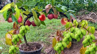 New technique: Grafting mangoes with apples to get the most fruit, it is unexpected