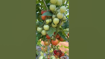 indahnya berbagi buah tomat #panen tomat