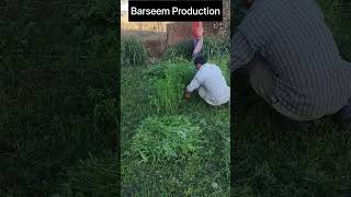 Barseem Production I Dr.pankaj Mahore