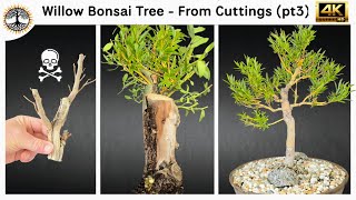 Willow Bonsai Tree (from cuttings) part 3