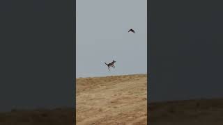 Watch Coyotes JUMPING at Diving Northern Harriers!