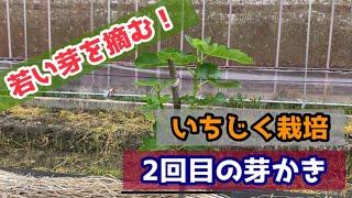 いちじく栽培 定植1年目の芽かき 2回目 Youtube