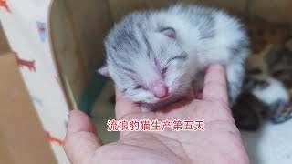 流浪猫豹豹产后第五天护犊之心越发强硬二猫和布布都被打跑