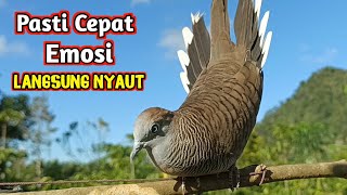 Suara Burung Perkutut Lokal Paling Top Untuk Pikat Memanggil Lawan