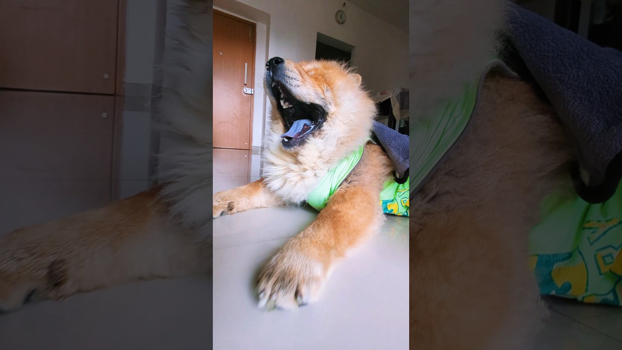 That one edit video 🐶 