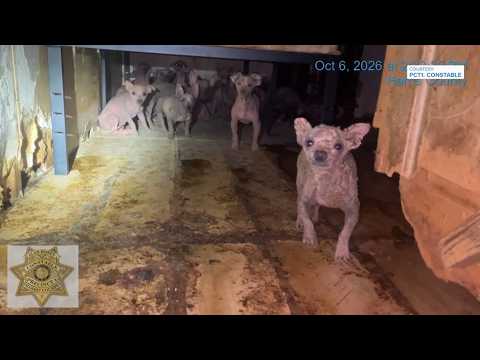 45 dogs rescued from mobile home in north Houston, constable says