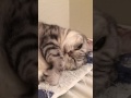チャラン・ポ・ランタンの歌を少しだけ