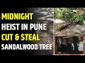 Armed Thieves Fell and steal Sandalwood Tree