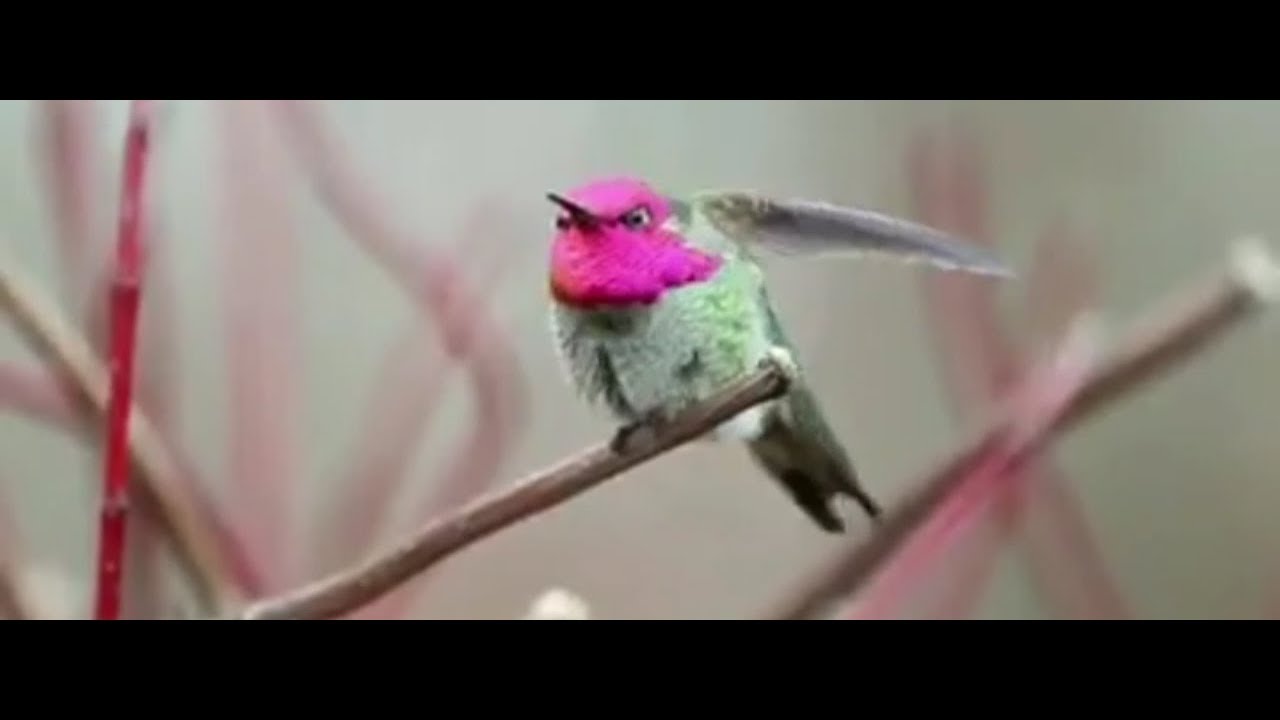 World's most rarest bird surkov video| Surkov bird rarest footage .