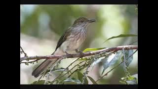 Kicauan Burung Terpanjang