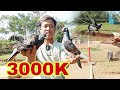 MERPATIKU JACKSON KECIL MAU DI BELI SAMA MAS SIGIT/DEVAN REDAFFA #devanredaffa ..