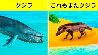 クジラが史上最大の動物になった理由