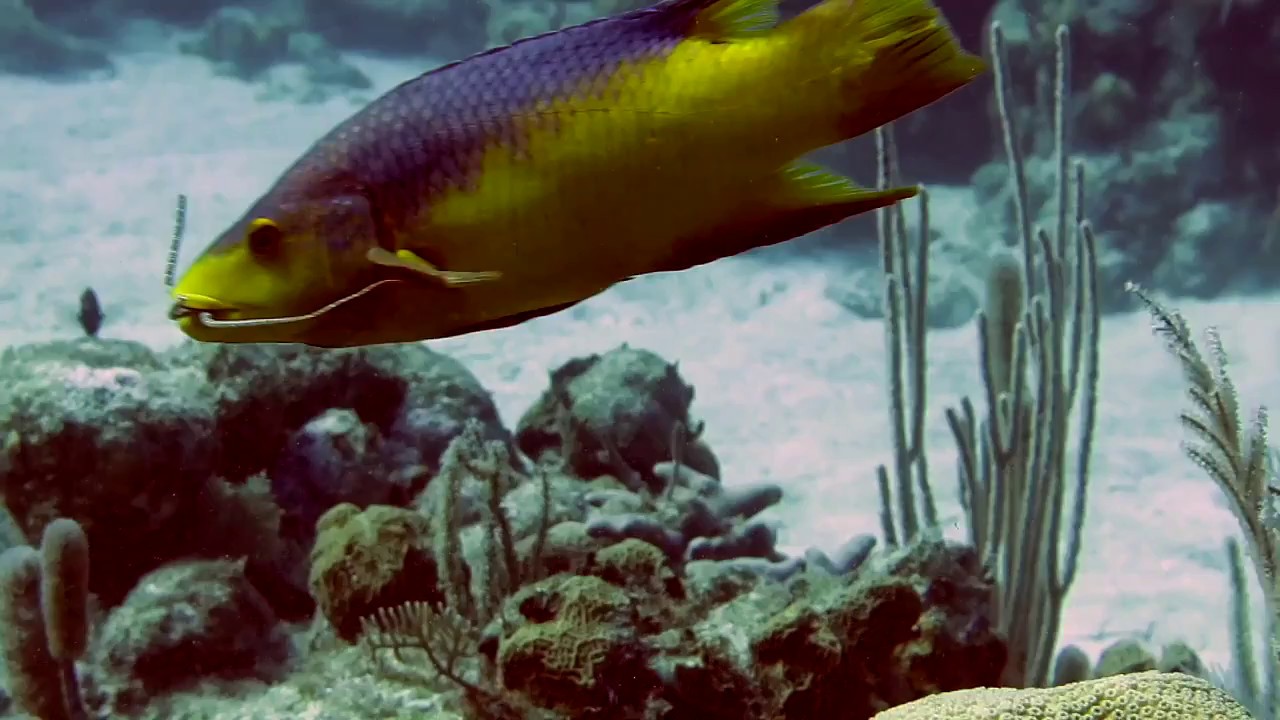Spanish Hogfish trying to eat a Brittle Starfish YouTube