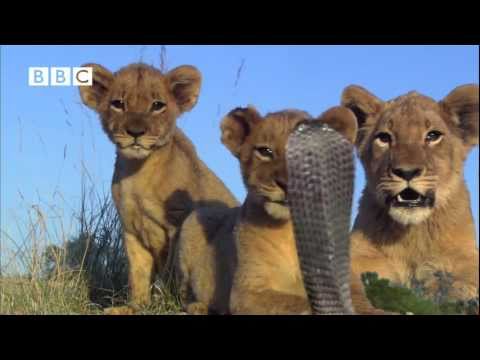 Spitting Cobra Vs Talking Lion Cubs - (Voices Kate Winslet, Martin Freeman & Rupert Graves))