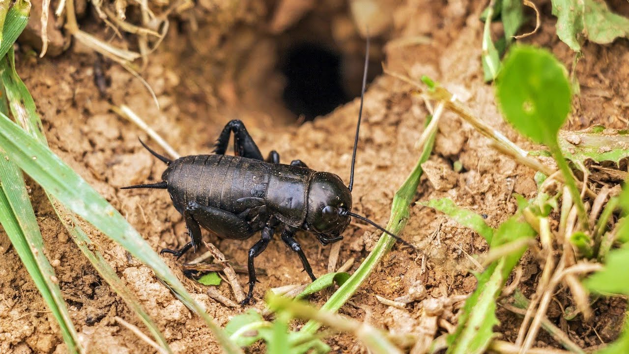 Cricket Insect Jhijhi Cricket Sound JhijhiPoka Sound Jhijhi