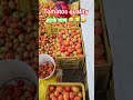 tomato quality #tomato_farming
