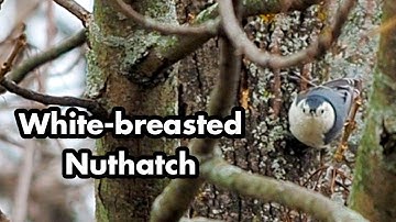 Climbing White-breasted Nuthatch Along The Side Of A Tree - A Bird Sitting In A Tree