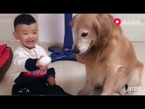 主人打小孩屁股 金毛艾迪赶紧过来 把小孩护在怀中 太暖心了！ 