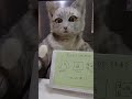 ミクちゃんよりお知らせです🐾
