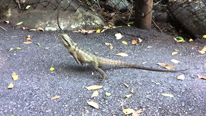 Monster' lizard is menacing a family in their backyard. Even