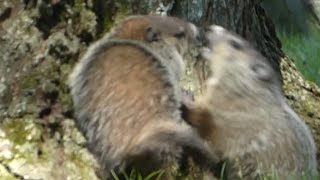 Groundhogs  Wild woodchucks fighting and eating  whistle pig part 12 #wildlife