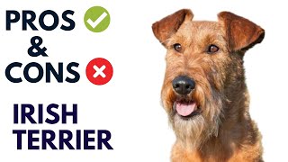 Irish Terrier Pros and Cons | Irish Terrier Advantages and Disadvantages