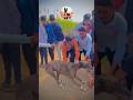 kolhapur dog race || dog res || Dog racing kolhapur || #shorts