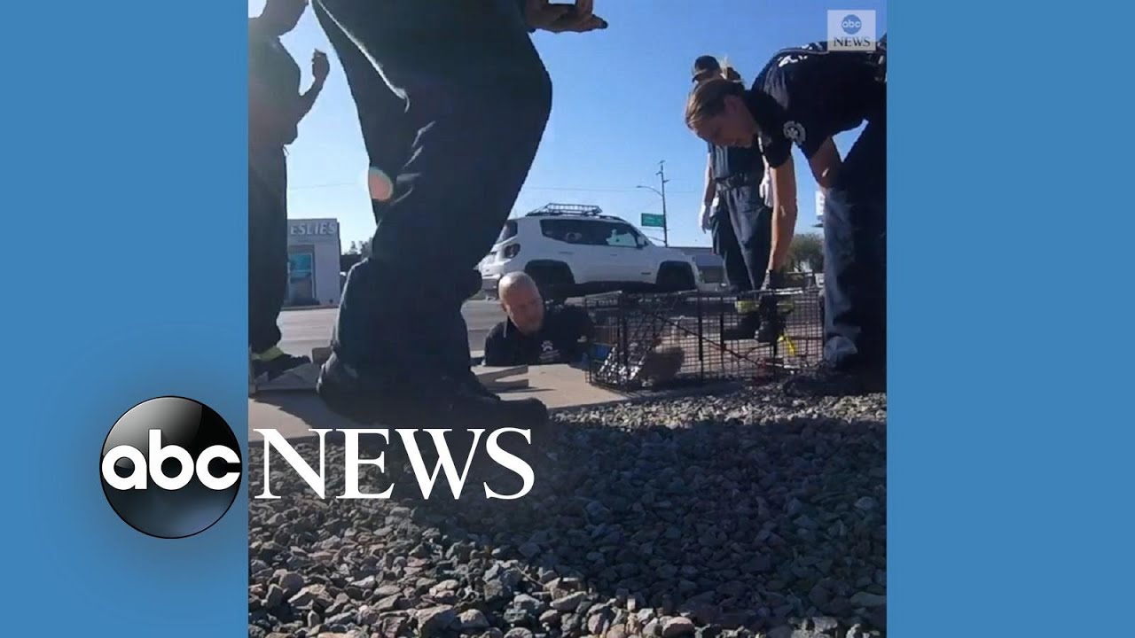 Kitten rescued from storm drain l ABC News