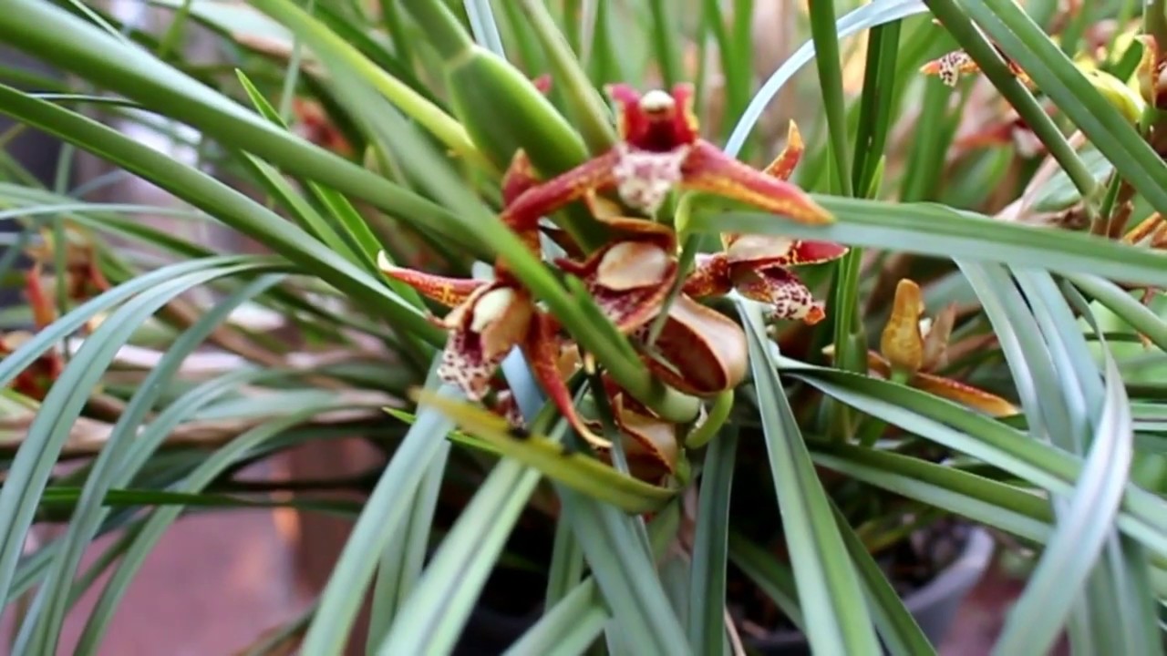 Maxillaria tenuifolia - YouTube