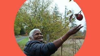 Apple picking near maple valley