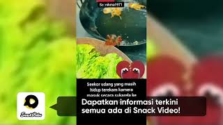 Funny video 5239243747063565001 Upload via Snack Video on 2023-02-18