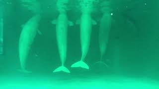 Harbor porpoise housed with belugas at Kamogawa Sea World in 2019