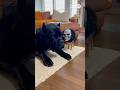 Puppy Wearing a Scary Mask Approaches a Dog...and the reaction is hilarious🤣 #shorts