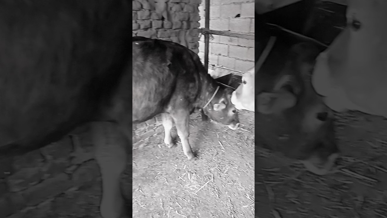 жупига 30 млн ками озрок новвозча 10млн Кам 88 234 29 84 Шерали Андижон Кургантепа