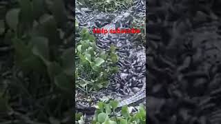 gabus dan buaya berebut mencari sumber mata air#subscribe #shorts #youtubeshorts
