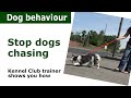 How to stop dogs chasing everything | Expert dog control advice How to stop dogs chasing everything | Expert dog control advice