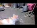 HUNT | RAT Vs CAT | Finally CAT catches her prey