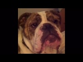 Elvis The Talking Bulldog