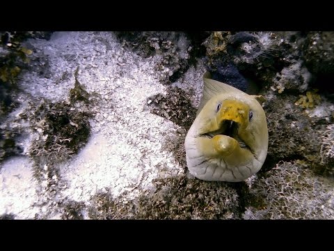 Diving in San Andrés Colombia, Dedos de Morgan & La Piscinita Cantil