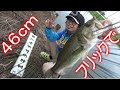 バス釣り　フリックシェイクで４６ｃｍ！！