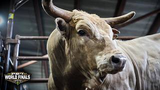 BULL POWER! The Rank Pen Takes Over Cowtown