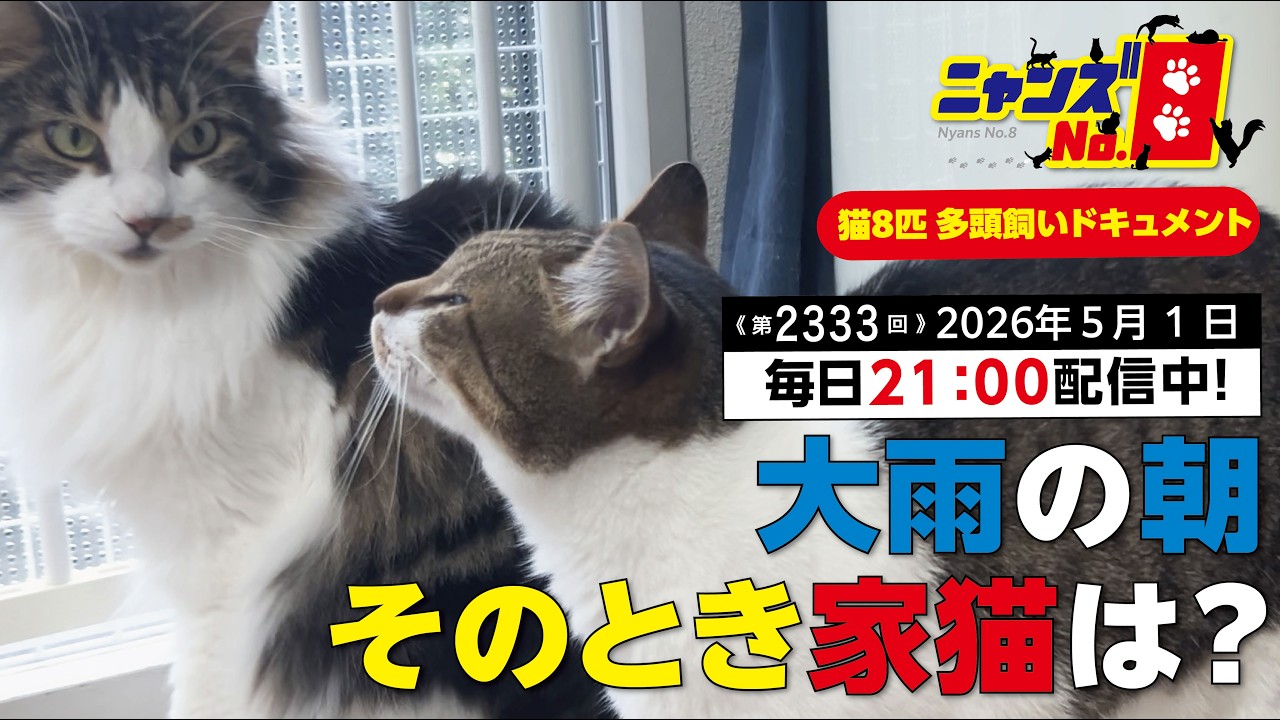 Episode 2333: What do house cats do on a rainy morning? - YouTube