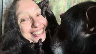 Chimpanzee Grooms Feet to Head