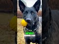 Why the Malinois is the Smartest Dog Ever!