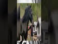 ¡El Caballo Más Fuerte y Elegante del Mundo! Descubre el Bavarian Draft.